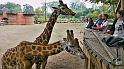P1000119_Giraffen hebben 7 halswervels